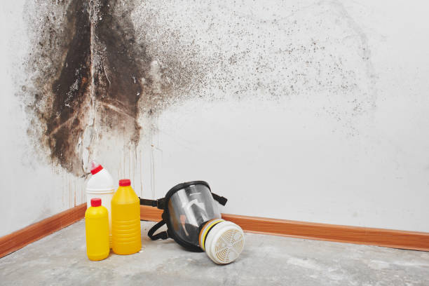 Best Emergency Mold Removal  in Norris City, IL