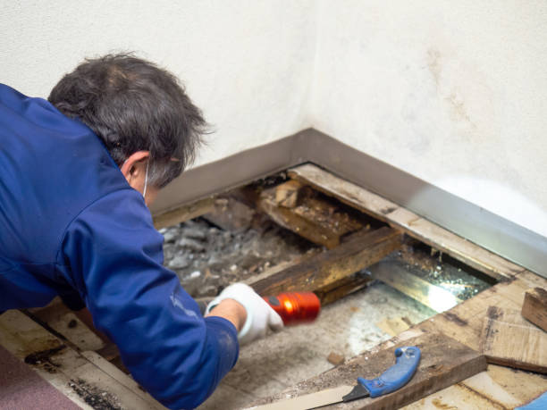 Best Mold Remediation  in Norris City, IL