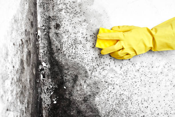 Best Black Mold Removal  in Norris City, IL