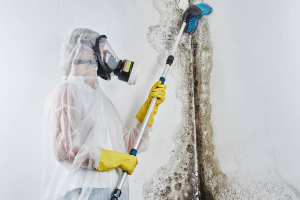 Best Attic Mold Removal  in Norris City, IL