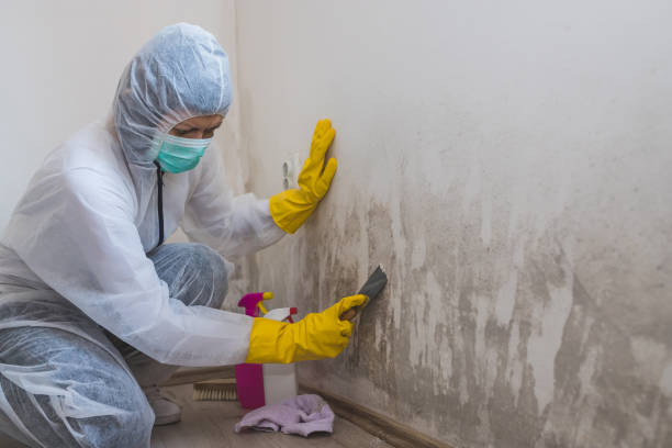 Best Residential Mold Removal  in Norris City, IL
