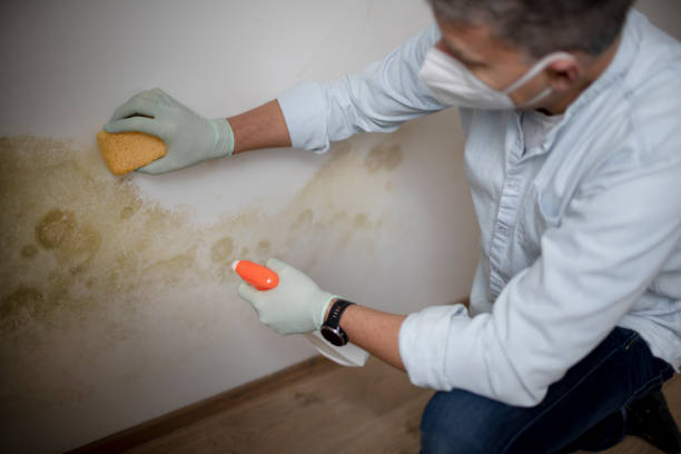 Best Best Mold Removal Companies  in Norris City, IL
