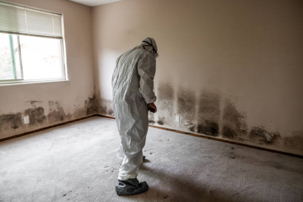 Best Toxic Mold Removal  in Norris City, IL